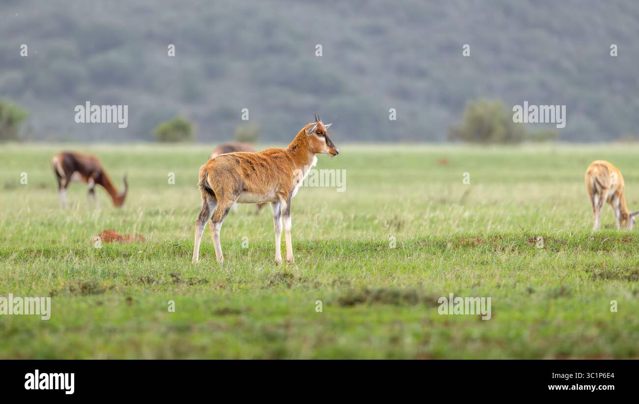 Un giovane blesbok o blesbuck (Damaliscus pygargus phillipsi) è una sottospecie dell’antilope bontebok endemica delle contee dell’Africa australe, Foto Stock
