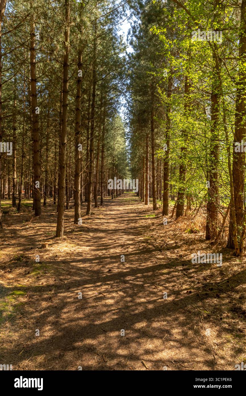Sentiero tra gli alberi, Sufolk Foto Stock