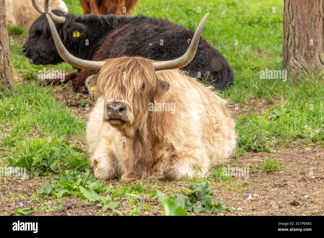 Highland mucca nel campo Foto Stock