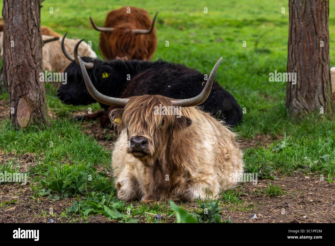 Highland mucca nel campo Foto Stock