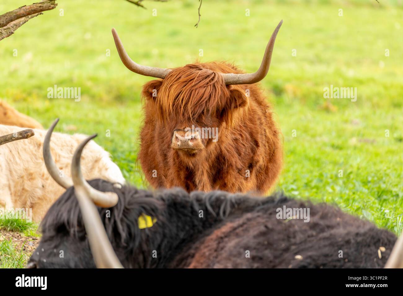 Highland mucca nel campo Foto Stock