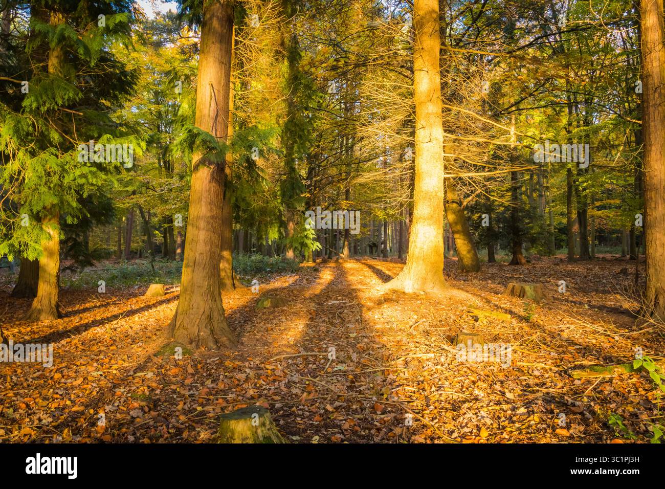 La luce del sole autunnale proietta lunghe ombre attraverso un sentiero boschivo ricoperto di foglie cadute, creando una calda e tranquilla scena forestale stagionale Foto Stock