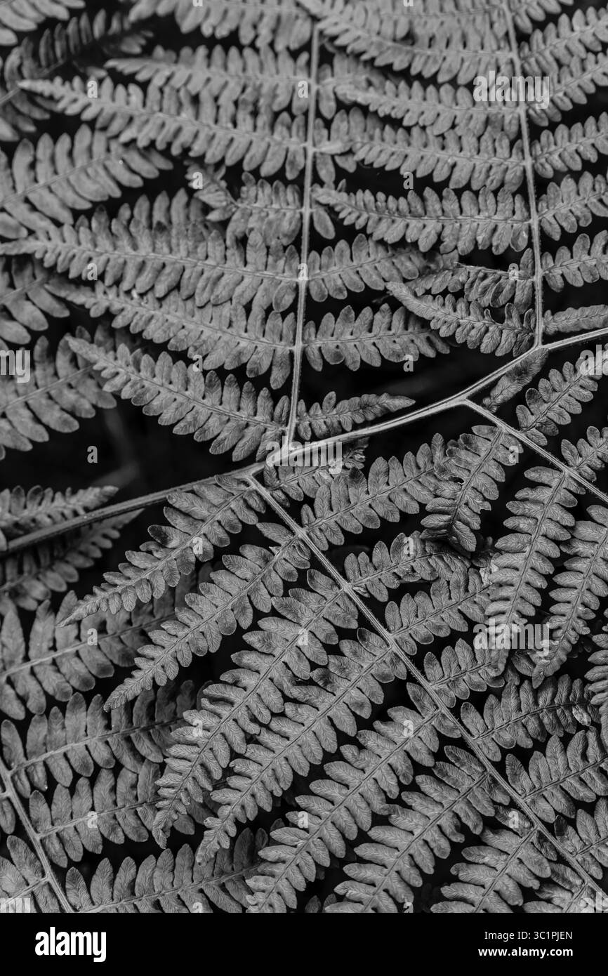 Primo piano bianco e nero delle fronde di felce, che evidenziano motivi di foglie dettagliati e simmetria naturale in una composizione boschiva minima. Foto Stock