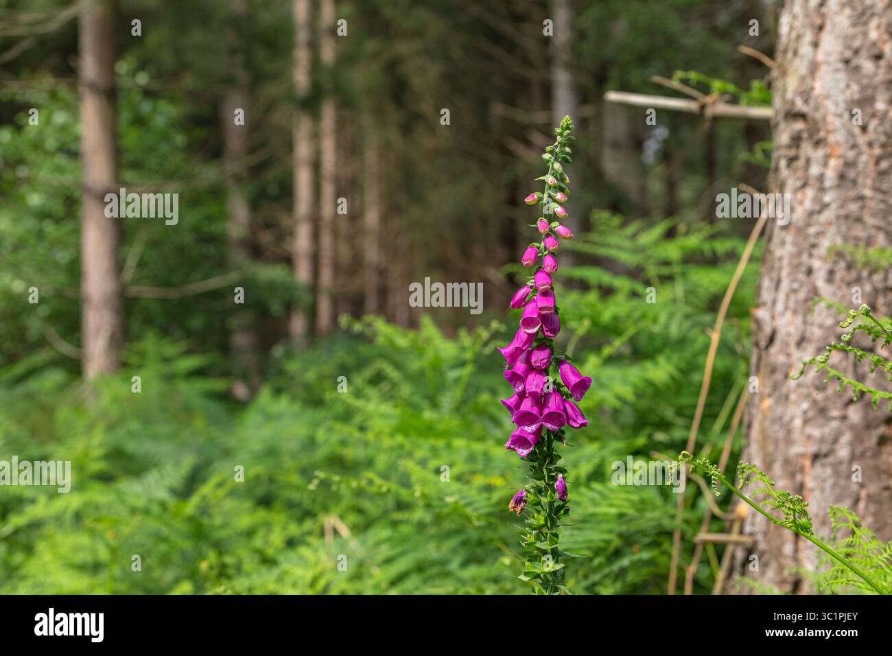 Primo piano di foxglove viola (digitalis purpurea) che fiorisce in un ambiente boschivo con felci sullo sfondo, Essex, Inghilterra Foto Stock