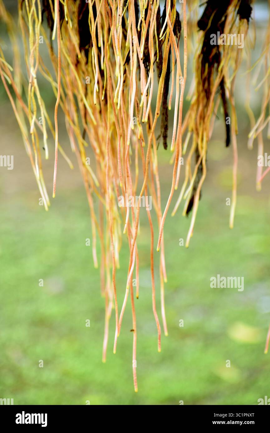 Primo piano di nuove radici appese di un albero banyan (Ficus benghalensis), che mostrano una crescita di radici aeree fresche, simbolismo sacro e adattamento ecologico naturale. Foto Stock