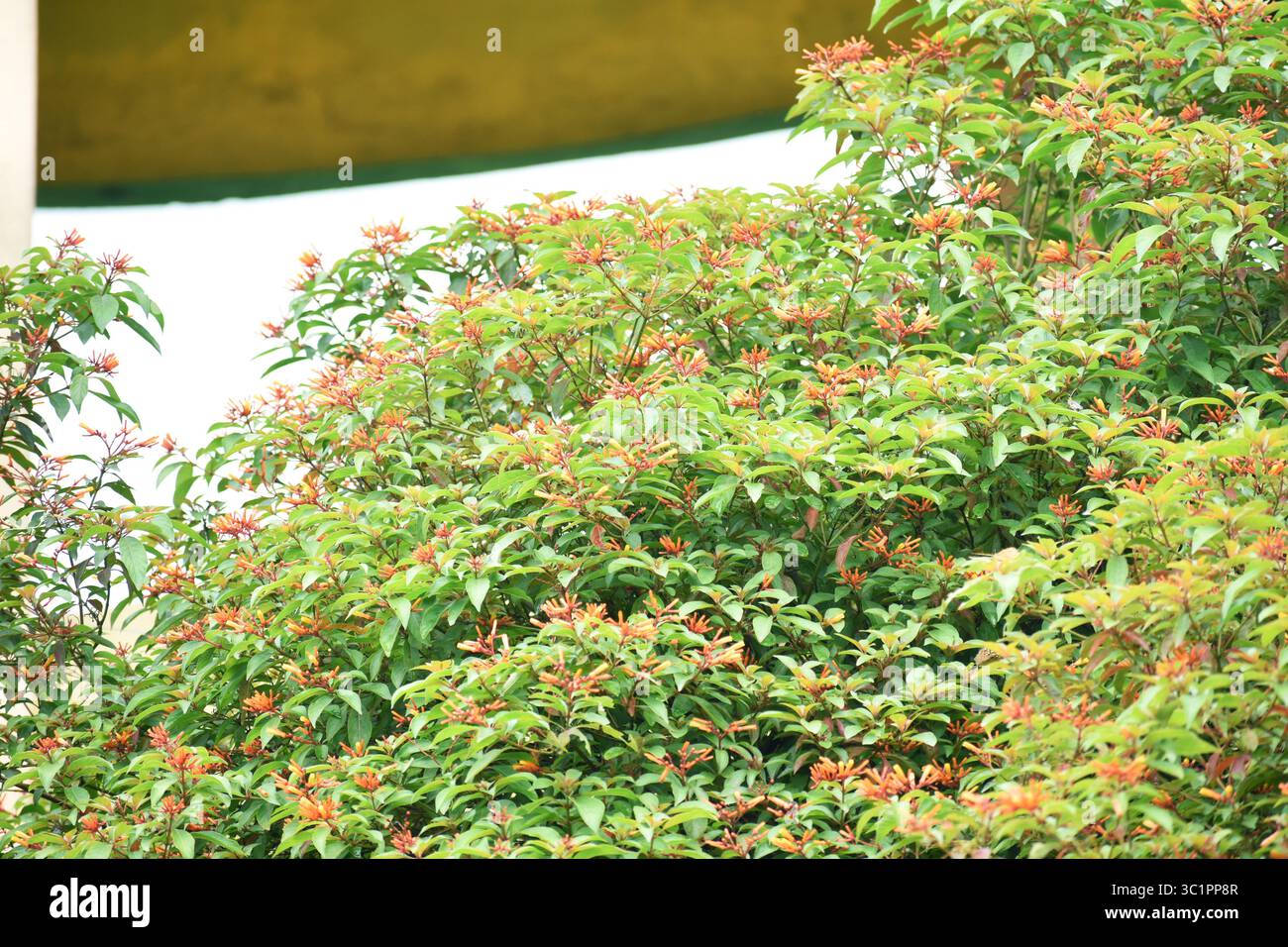 Arbusto rosso di photinia (Photinia x fraseri) con foglie giovani rosse vibranti, una pianta sempreverde popolare per giardini ornamentali e siepi paesaggistiche. Foto Stock