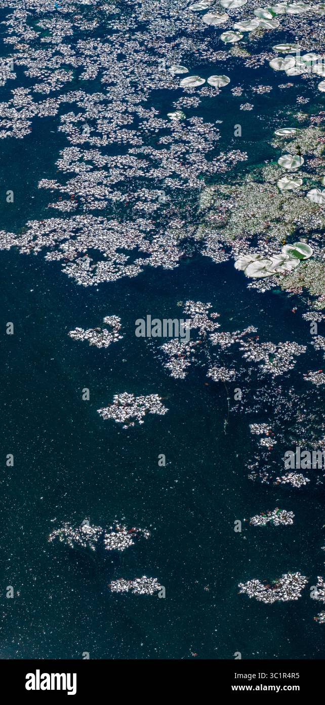 Le ninfee e altre piante acquatiche formano splendidi motivi sulla superficie di un corpo d'acqua di colore scuro, creando uno splendido mosai naturale Foto Stock