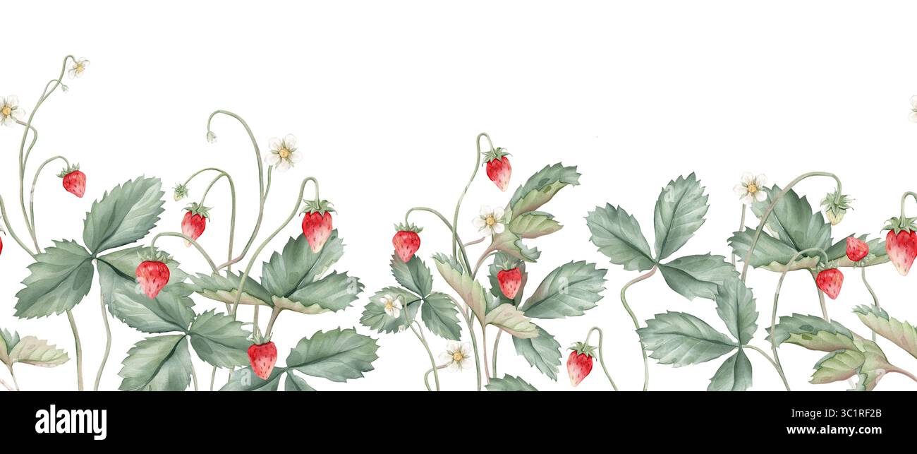 Cornice rettangolare di fragole selvatiche. Illustrazione ad acquerello disegnata a mano di un bordo con fragole boschive e fiori bianchi su bianco isolato Foto Stock