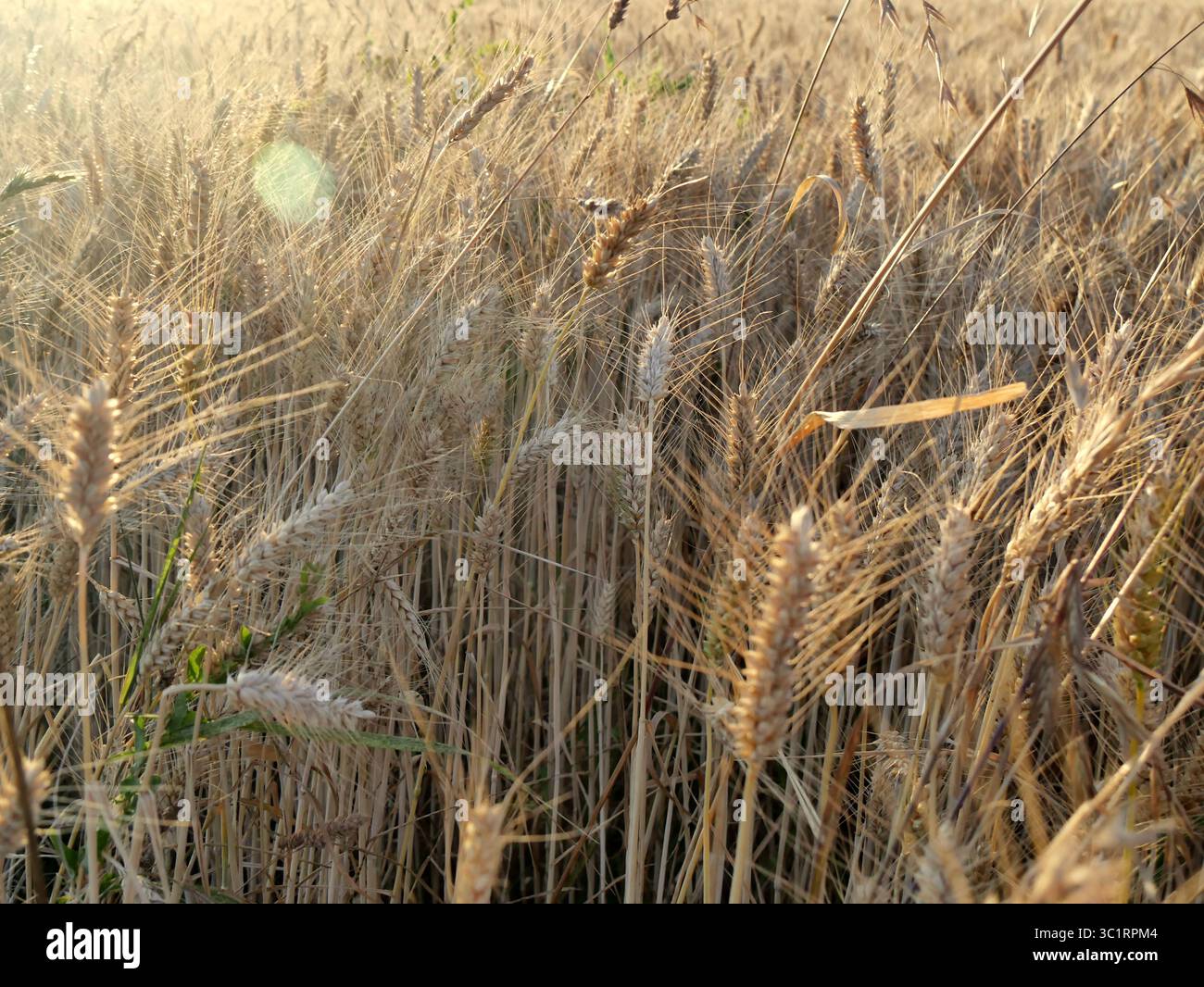 Primo piano di orecchie di grano nel campo agricolo con un soffice bagliore dorato di luce del tramonto. Romantico contesto agricolo Foto Stock