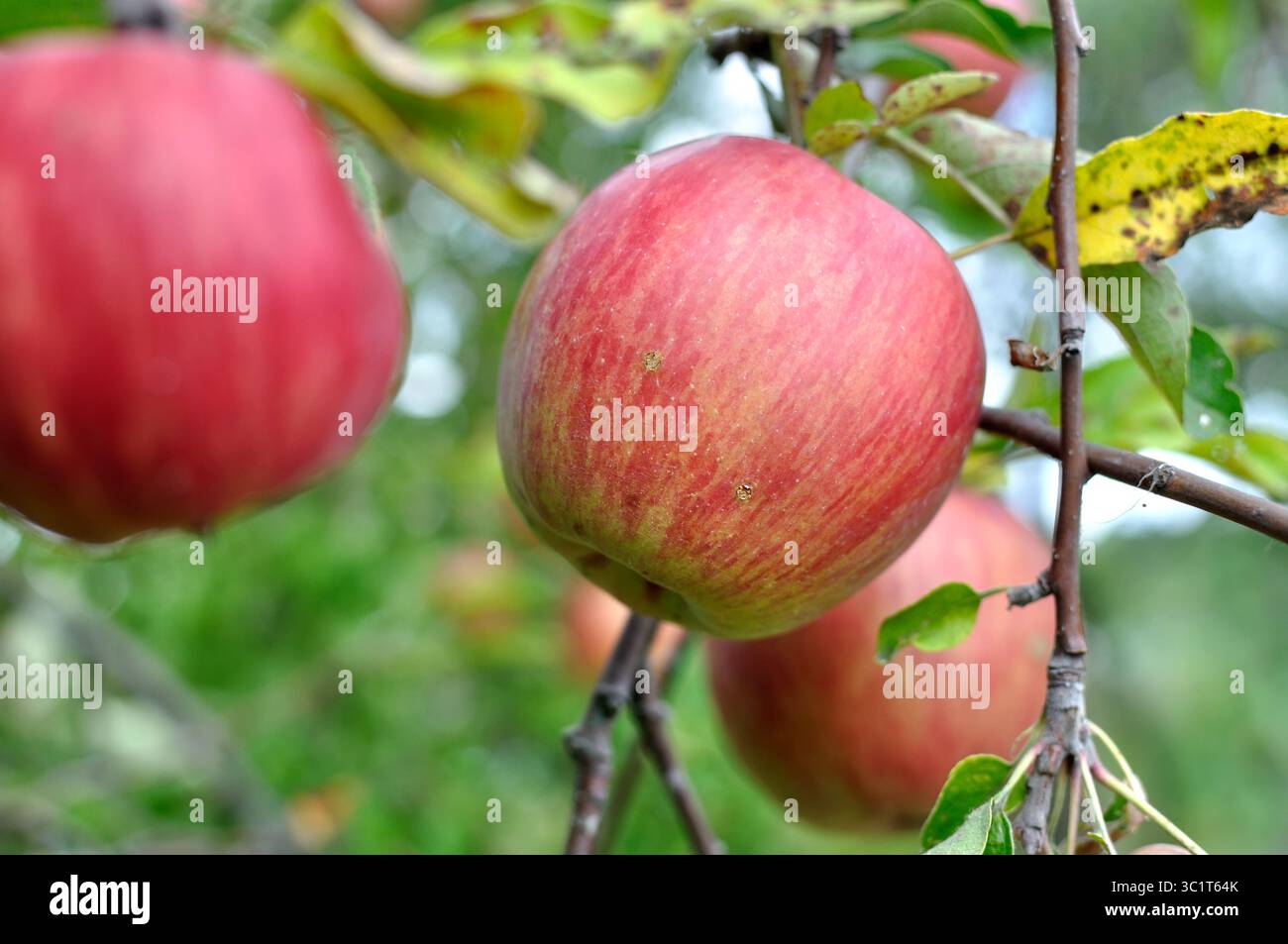 primo piano della coltivazione e della maturazione di mele biologiche sui rami di un albero nel frutteto Foto Stock