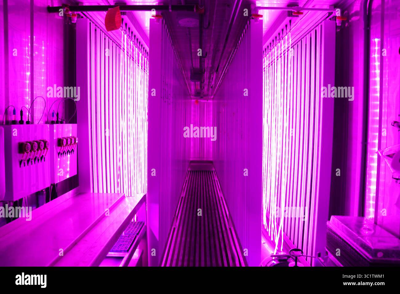 12 marzo 2019 - Brooklyn Park, MN, USA - le colonne di piante che crescono sono illuminate da luci a LED e appese al soffitto del contenitore di spedizione per il massimo utilizzo dello spazio. ] ANTHONY SOUFFLE â€¢ anthony.souffle@startribune.com ....Eric Reller, maestro coltivatore con Second Harvest Heartland, tendeva a piantare in un contenitore di spedizione ''farm'' martedì 12 marzo 2019 presso il magazzino dell'organizzazione a Brooklyn Park, Minn. Il contenitore di spedizione ''Farm'' viene utilizzato per coltivare principalmente verdure a foglia verde come lattuga ed erbe più difficili da donare. (Immagine di credito: © Anthony Souffle/Minneapolis Star Tribun Foto Stock