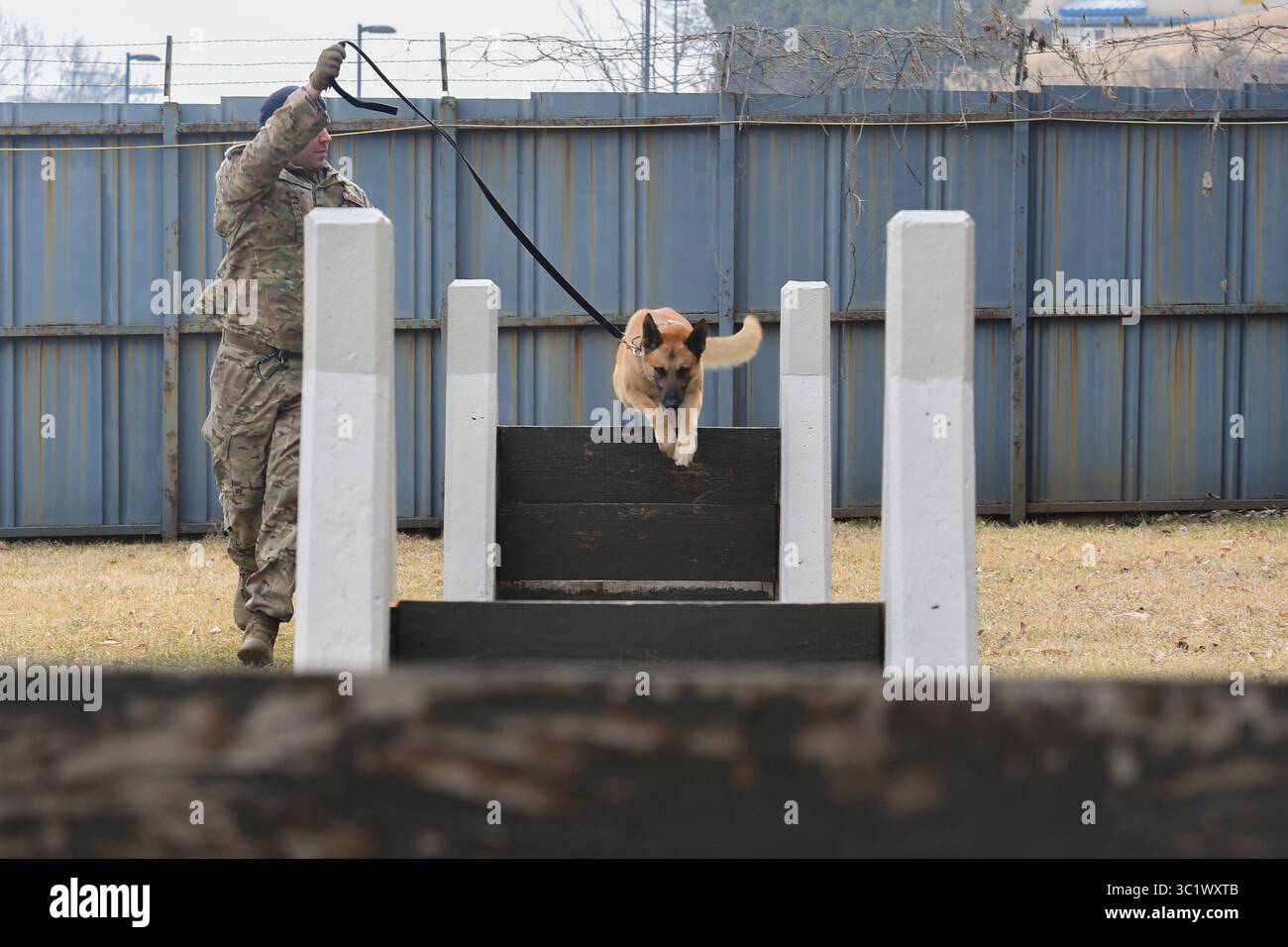 12 marzo 2019 - Osan Air base, Corea del Sud - Diego, un cane da lavoro militare assegnato al 51st Security Forces Squadron, salta sopra un ostacolo del corso di addestramento alla Osan Air base, Repubblica di Corea, 12 marzo 2019. Il 13 marzo, i cani da lavoro militari sono celebrati per il National K9 Veterans Day. Inoltre, l'esercito degli Stati Uniti istituì il War Dog Program, o K-9 Corps, in questo giorno nel 1942. (Immagine di credito: © U.S. Air Force/ZUMA Wire/ZUMAPRESS.com) Foto Stock