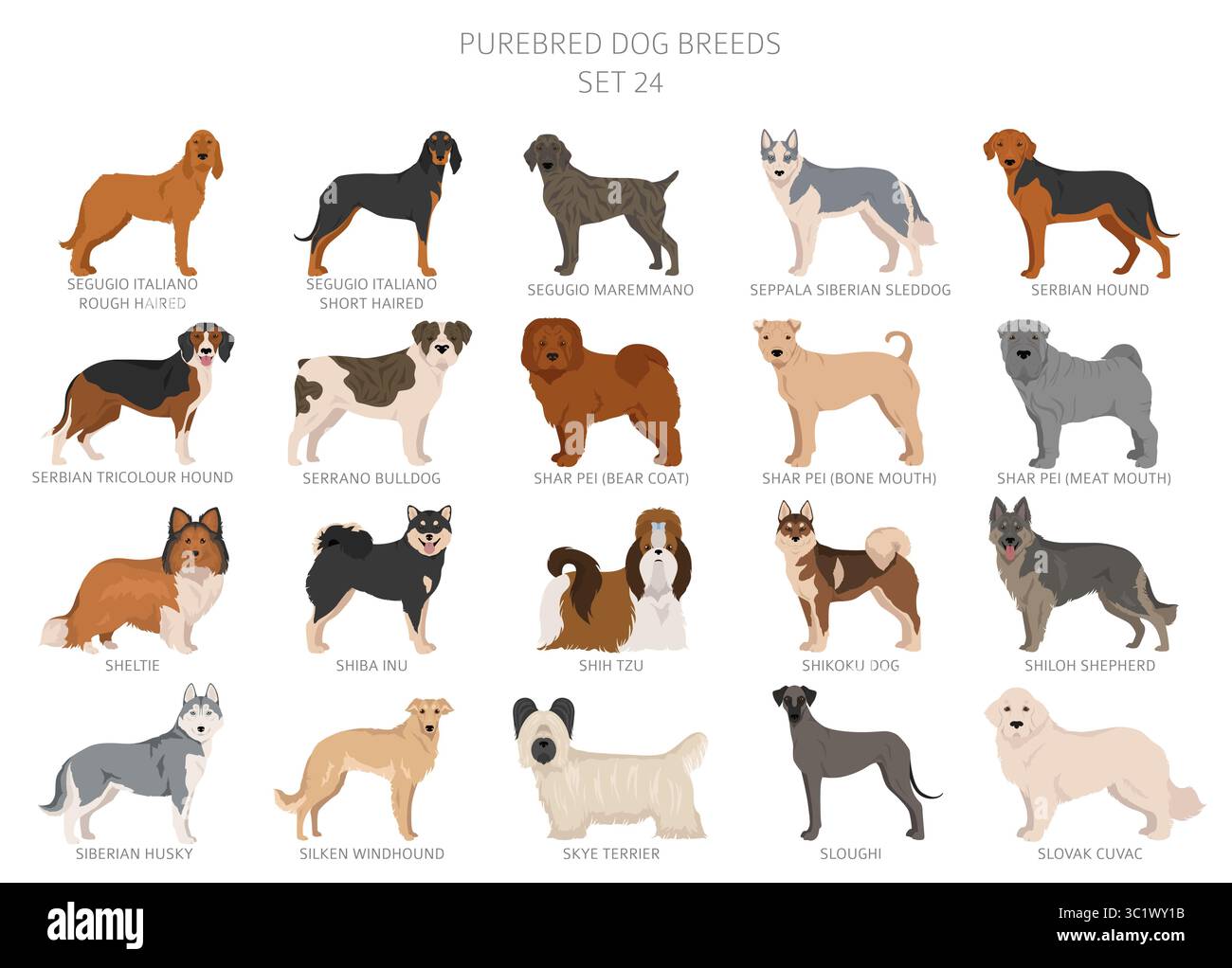 Raccolta di tutte le razze di cani. Raccolta in 28 set. Immagine realistica di razze di cani con diversi colori del cappotto. Illustrazione vettoriale Illustrazione Vettoriale