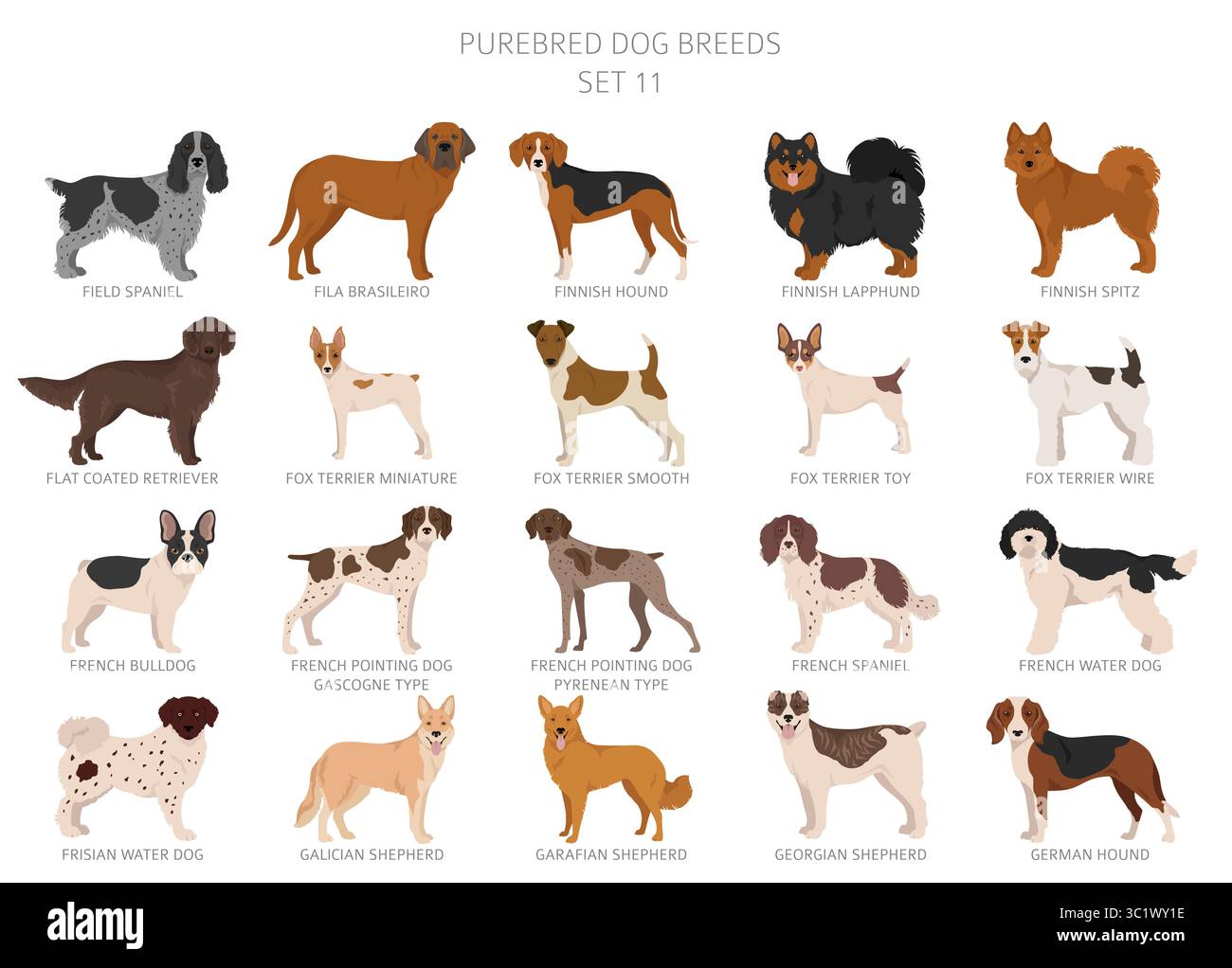 Raccolta di tutte le razze di cani. Raccolta in 28 set. Immagine realistica di razze di cani con diversi colori del cappotto. Illustrazione vettoriale Illustrazione Vettoriale