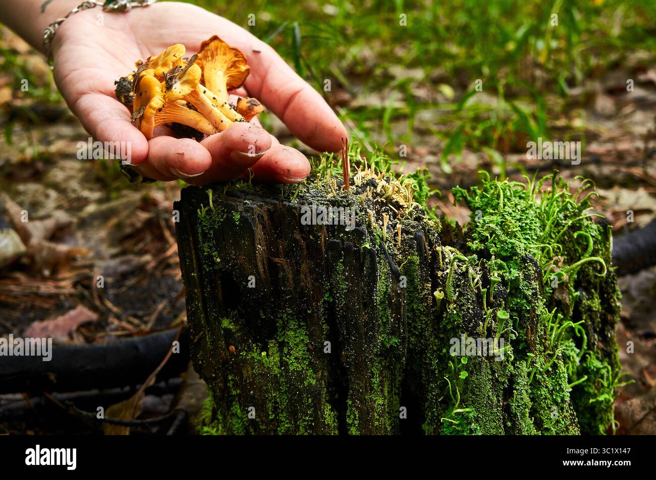 La mano di una persona tiene un gruppo di vivaci funghi arancioni, con delicata micelia simile a un filo che si estende dalla base dei funghi. Foto Stock