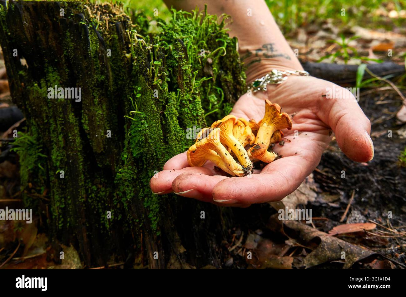 Una persona tiene una manciata di funghi canterelle dorati contro un ceppo d'albero coperto di muschio in un ambiente forestale. La persona ha un tatuaggio visibile su Foto Stock