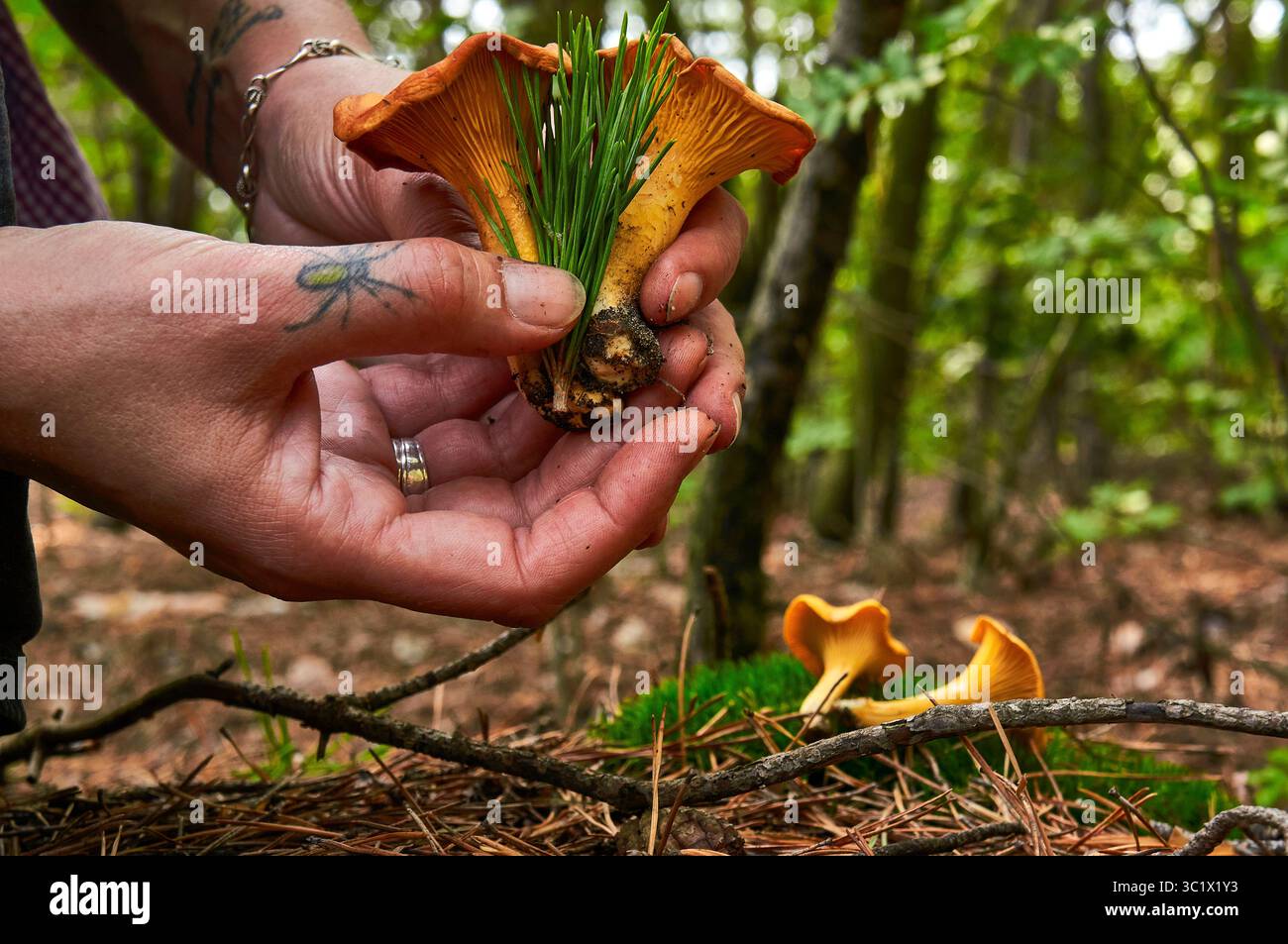 Una persona tiene in mano un fungo canterellare, esaminandolo da vicino in un ambiente forestale. La persona ha un tatuaggio sulla mano e indossa un Foto Stock