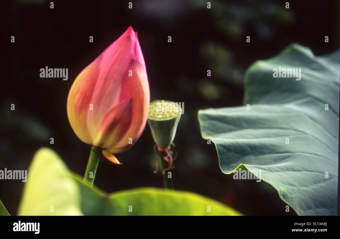 Bud di loto rosa e cialda di semi accanto alla foglia curva Foto Stock