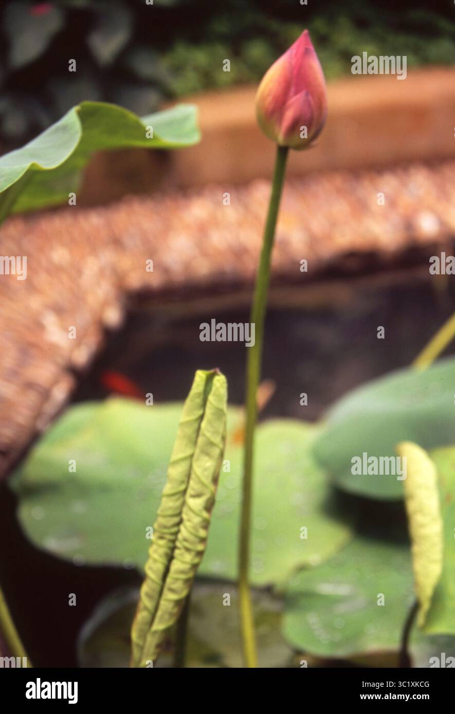 Bud di loto e foglie emergenti accanto al Garden Pond Foto Stock