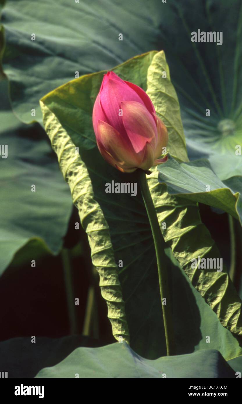 Bud di loto rosa cullato da foglia verde ondulata Foto Stock
