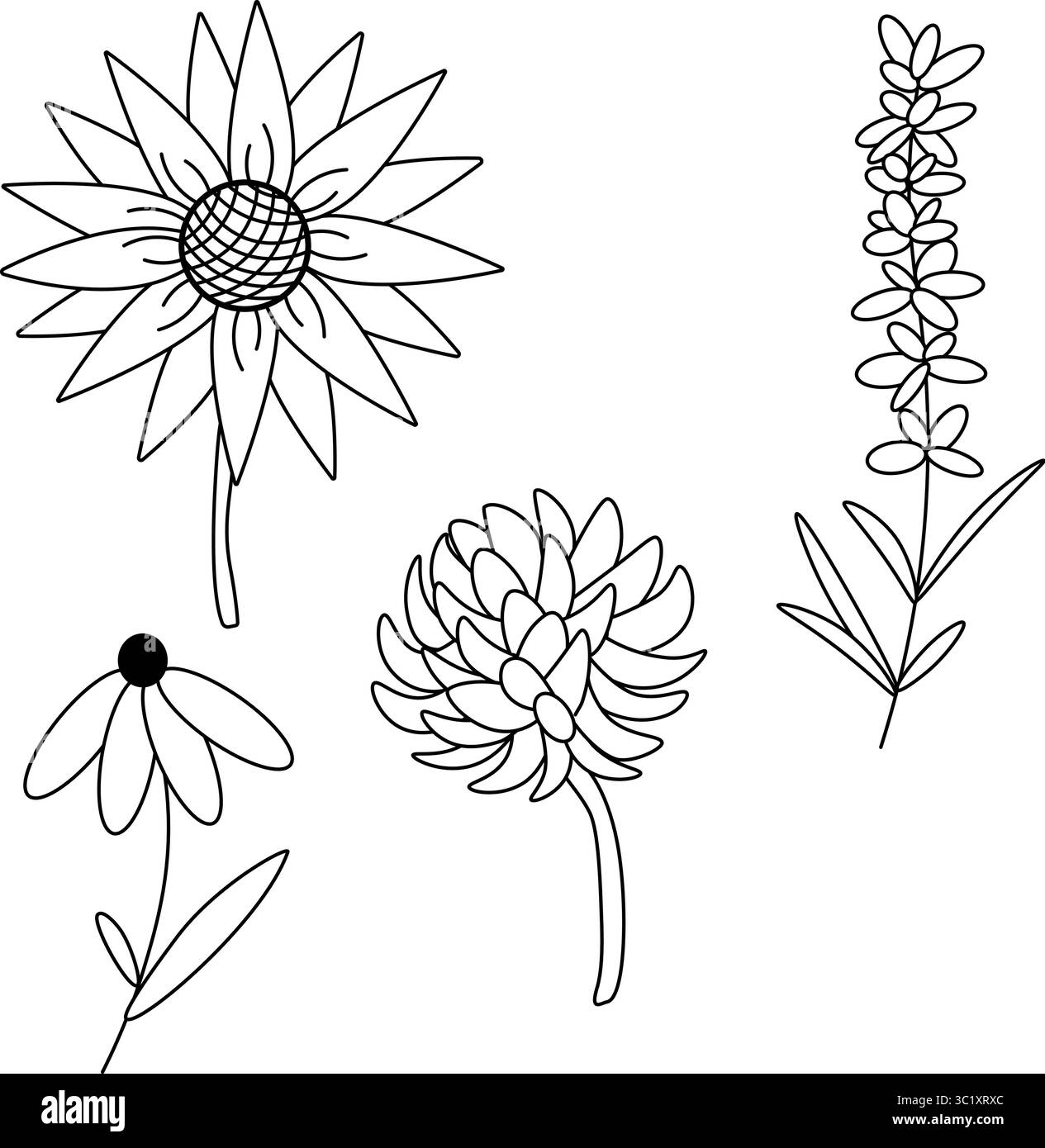 Trifoglio di fiori selvatici girasole lavanda Honey Set. Illustrazione della linea grafica vettoriale. per design di produzione per grafica di moda, stampe tessili, tessuti Illustrazione Vettoriale