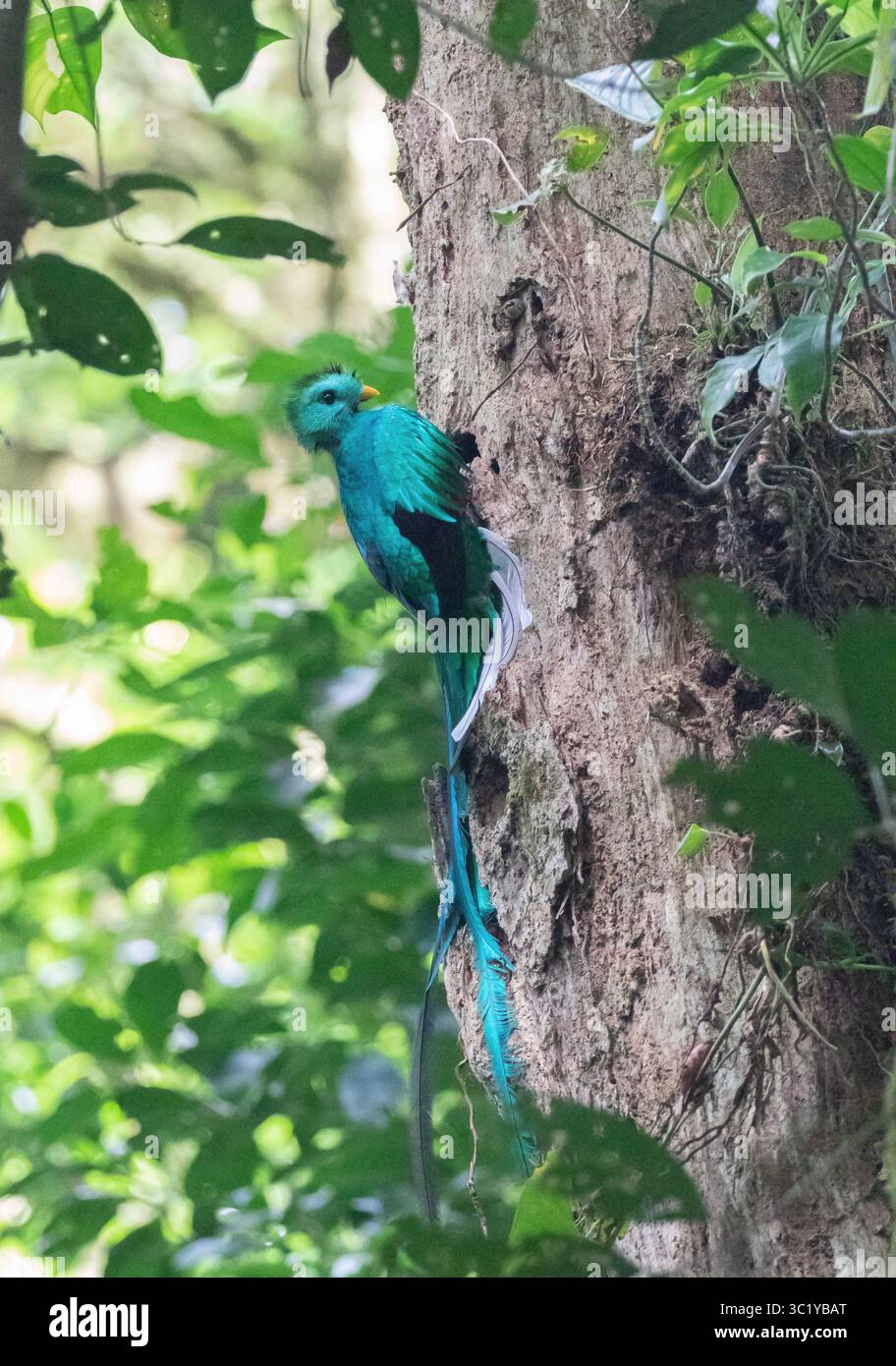 Quetzal maschio risplendente - Pharomachrus mocinno Foto Stock