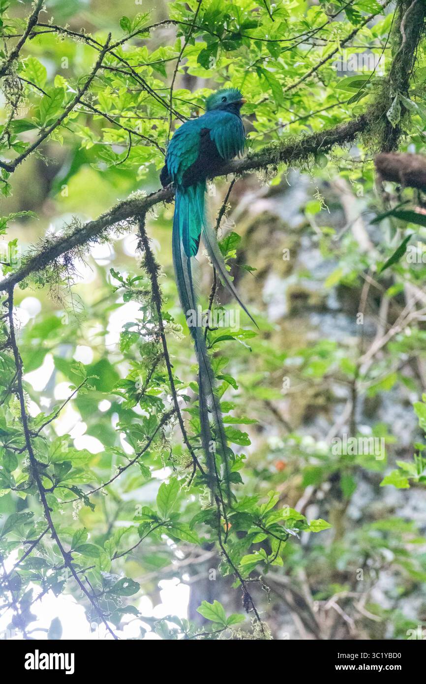 Quetzal maschio risplendente - Pharomachrus mocinno Foto Stock