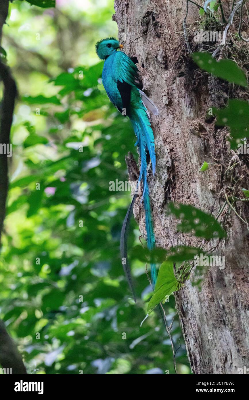 Quetzal maschio risplendente - Pharomachrus mocinno Foto Stock