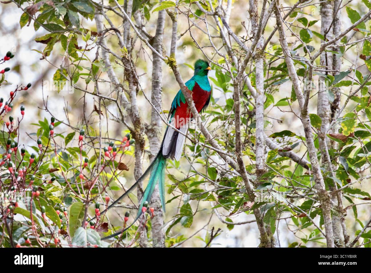 Quetzal maschio risplendente - Pharomachrus mocinno Foto Stock