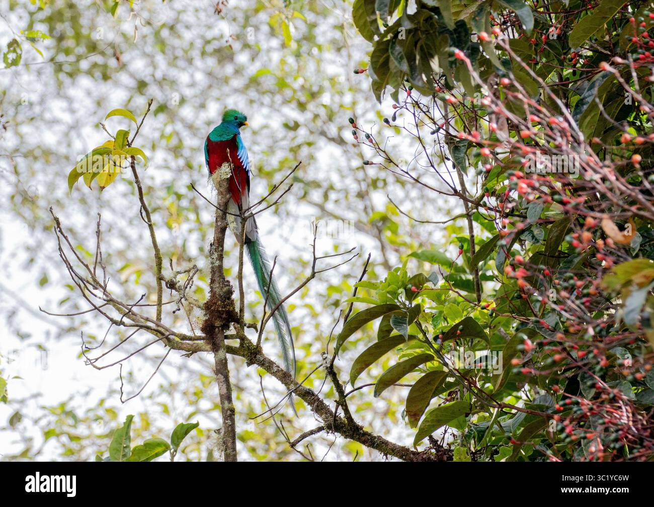 Quetzal maschio risplendente - Pharomachrus mocinno Foto Stock