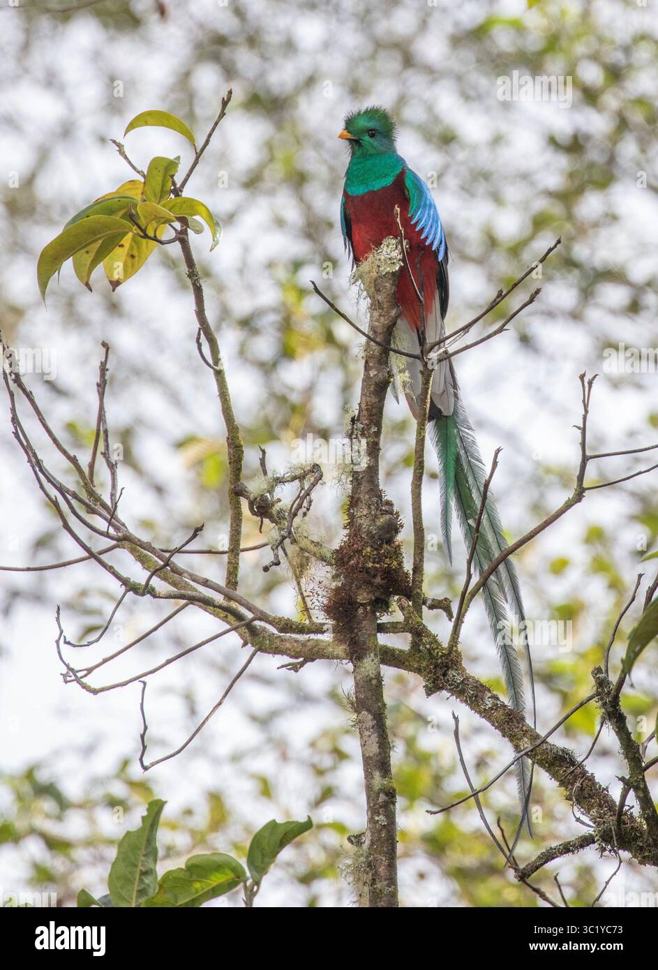 Quetzal maschio risplendente - Pharomachrus mocinno Foto Stock