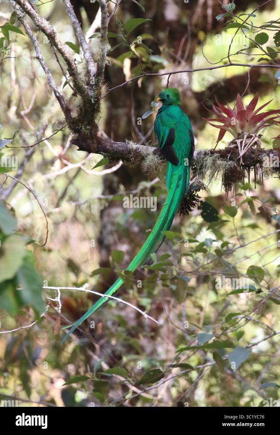 Quetzal maschio risplendente - Pharomachrus mocinno Foto Stock