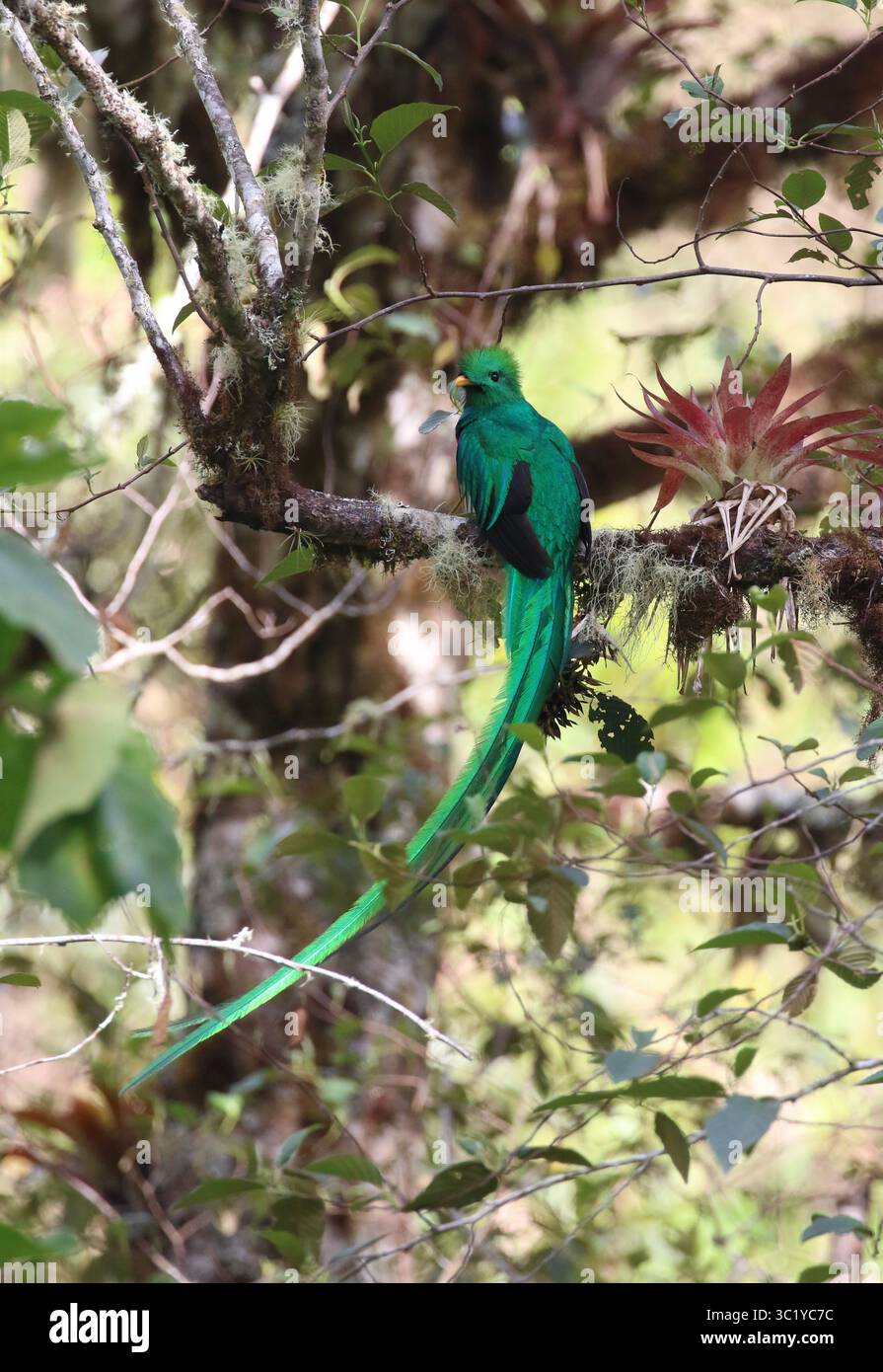 Quetzal maschio risplendente - Pharomachrus mocinno Foto Stock