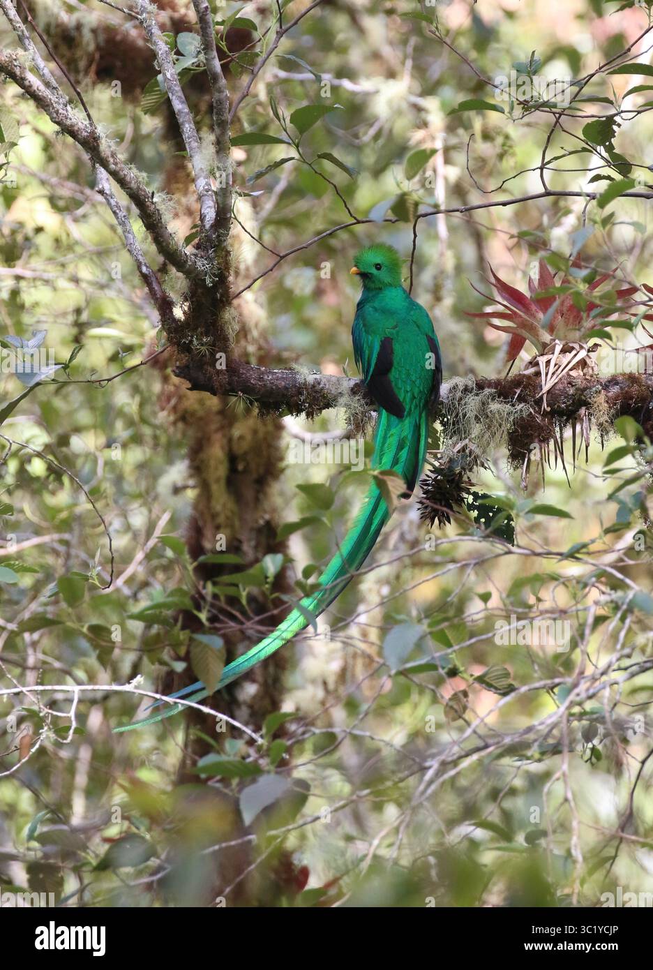 Quetzal maschio risplendente - Pharomachrus mocinno Foto Stock