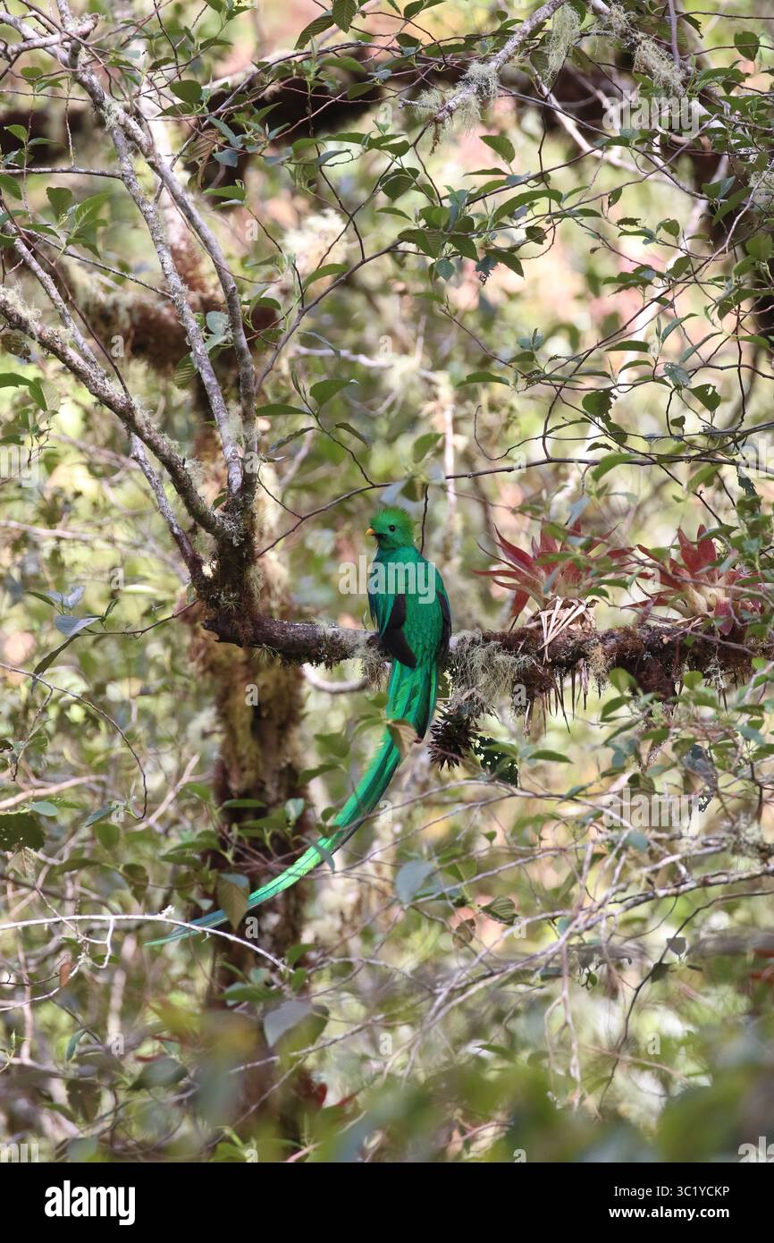 Quetzal maschio risplendente - Pharomachrus mocinno Foto Stock