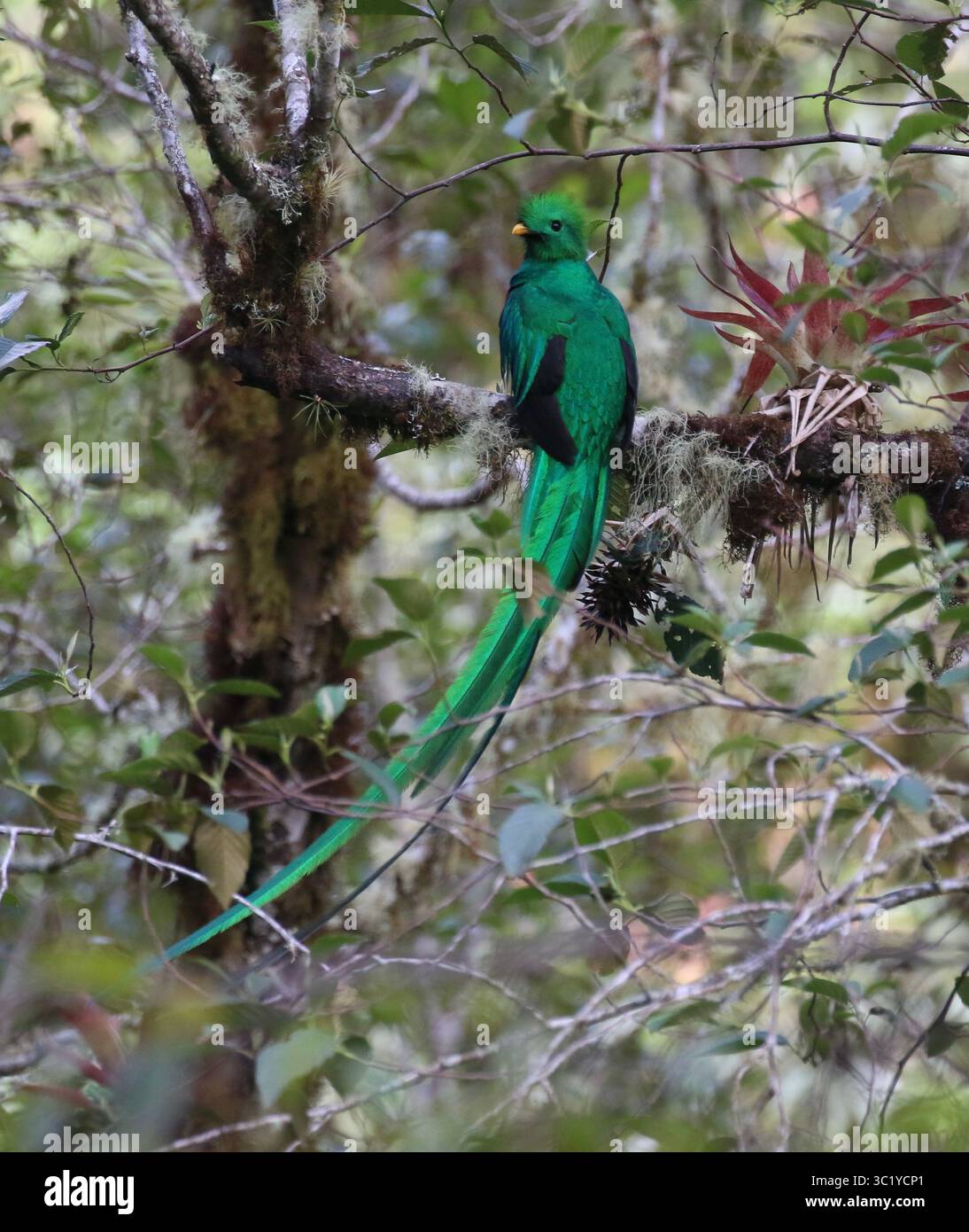 Quetzal maschio risplendente - Pharomachrus mocinno Foto Stock