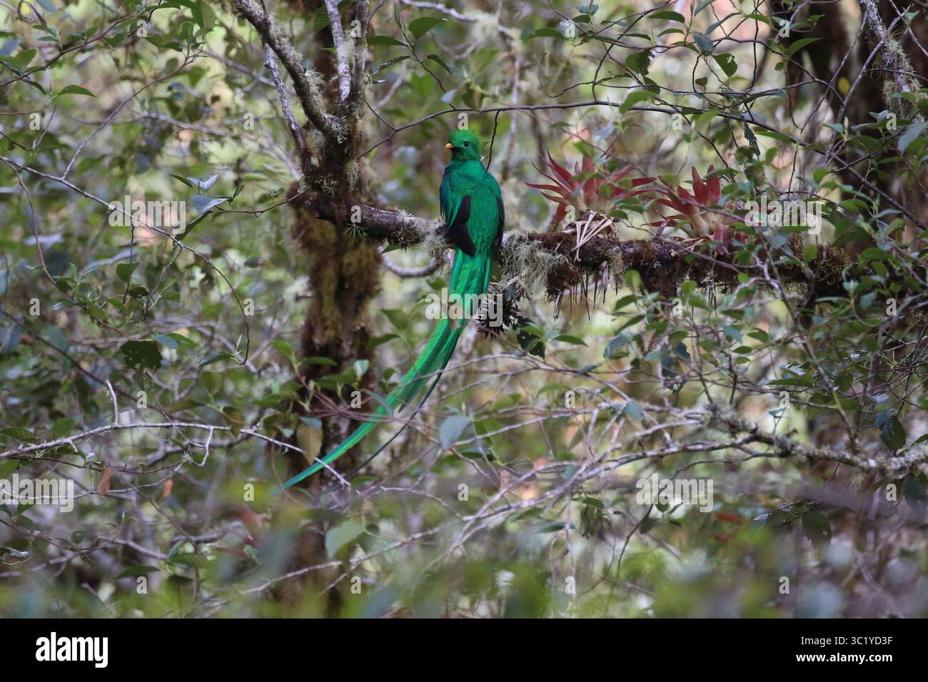 Quetzal maschio risplendente - Pharomachrus mocinno Foto Stock
