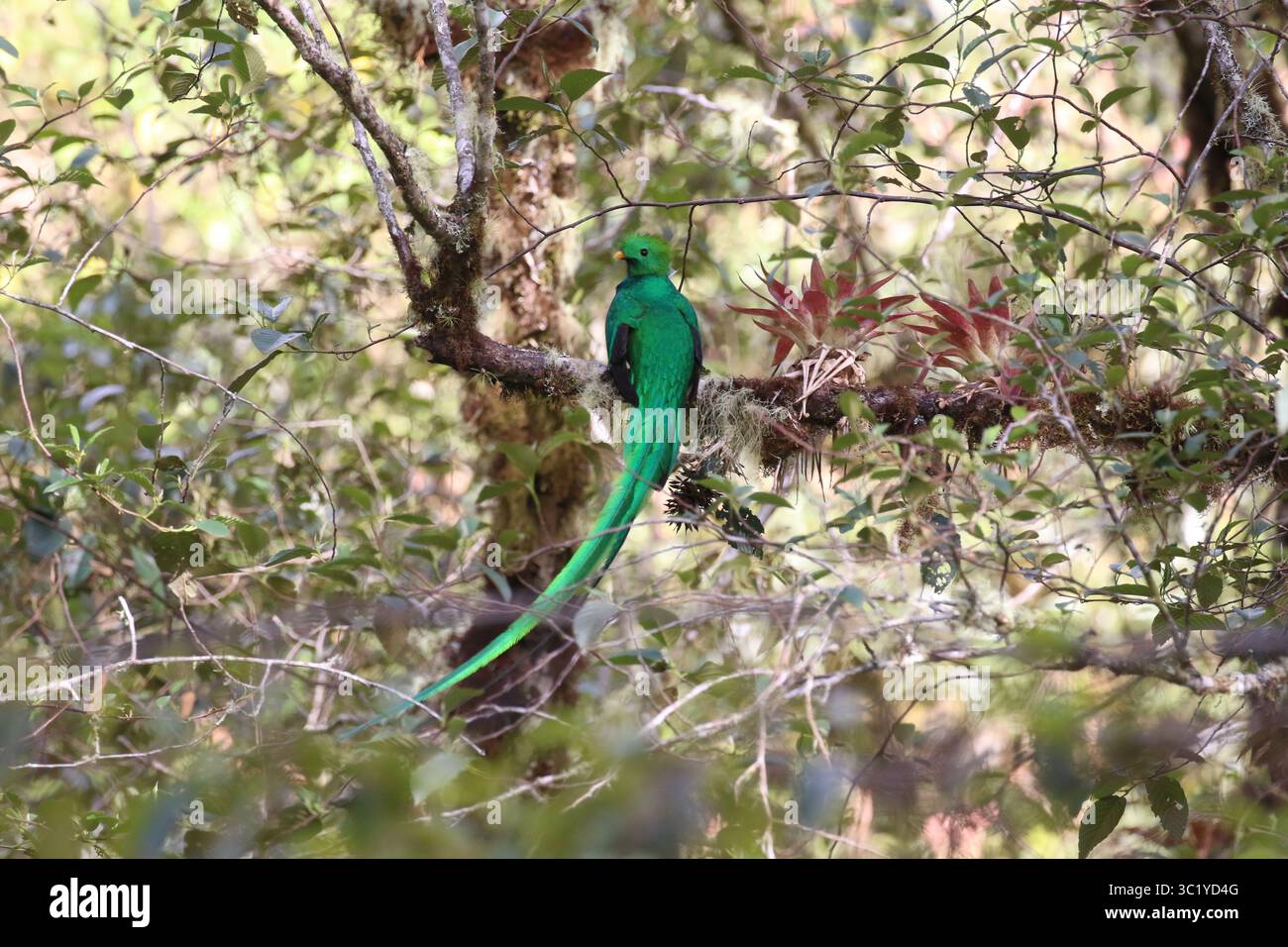 Quetzal maschio risplendente - Pharomachrus mocinno Foto Stock
