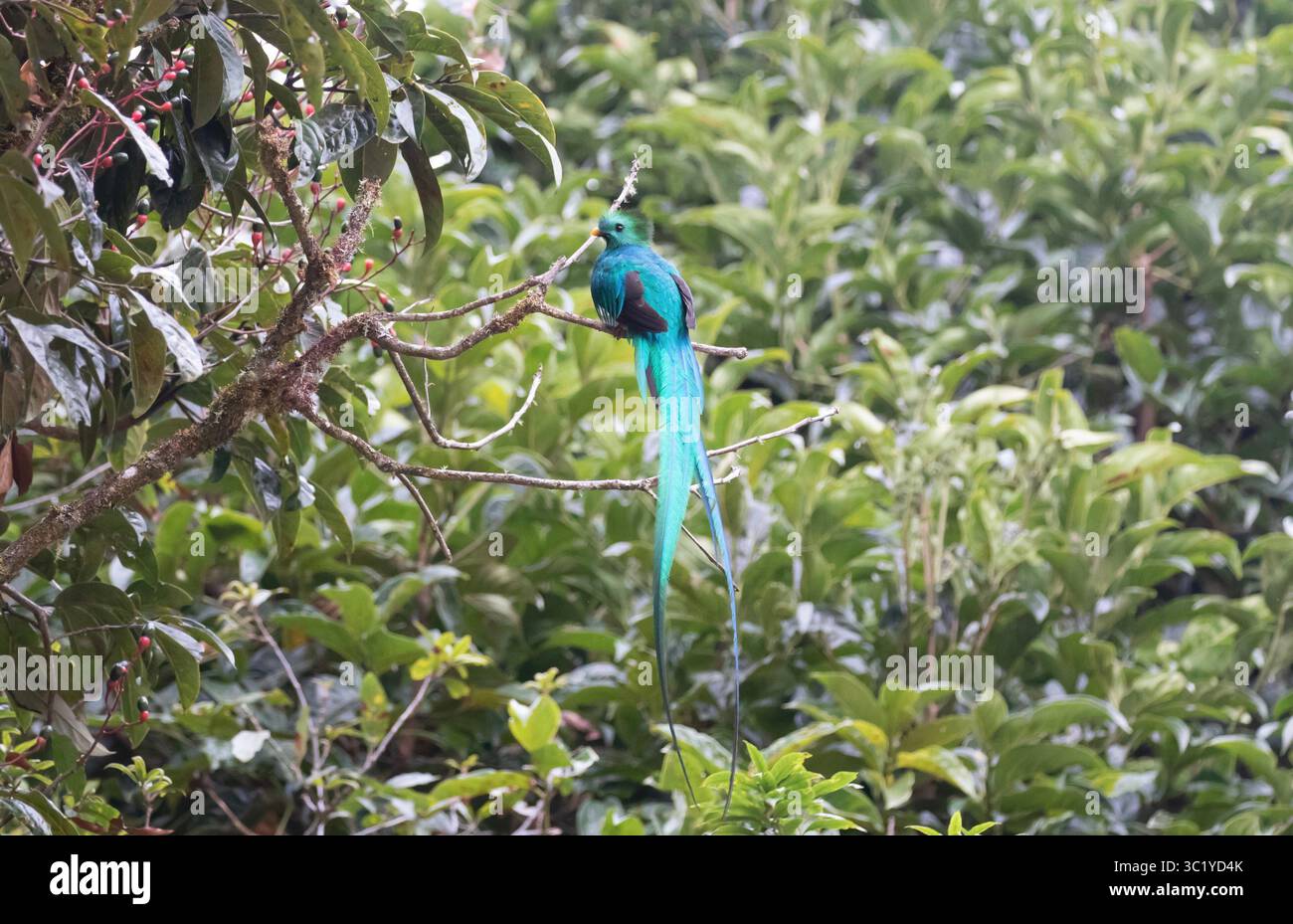 Quetzal maschio risplendente - Pharomachrus mocinno Foto Stock