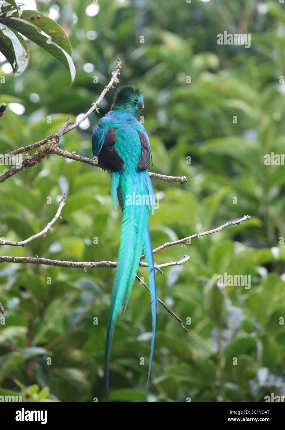 Quetzal maschio risplendente - Pharomachrus mocinno Foto Stock