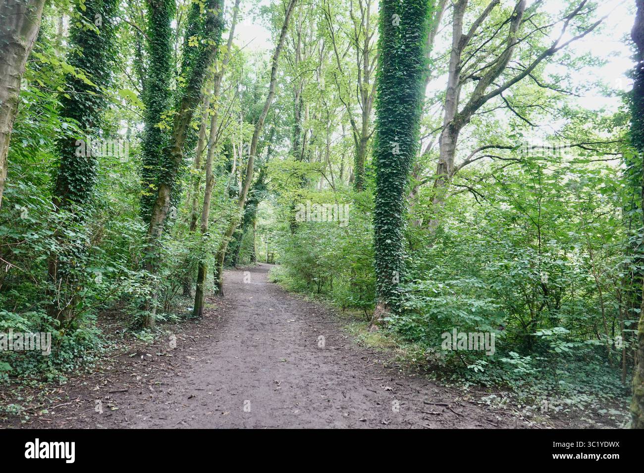 Un percorso attraverso un bosco a New Mills, Derbyshire Foto Stock