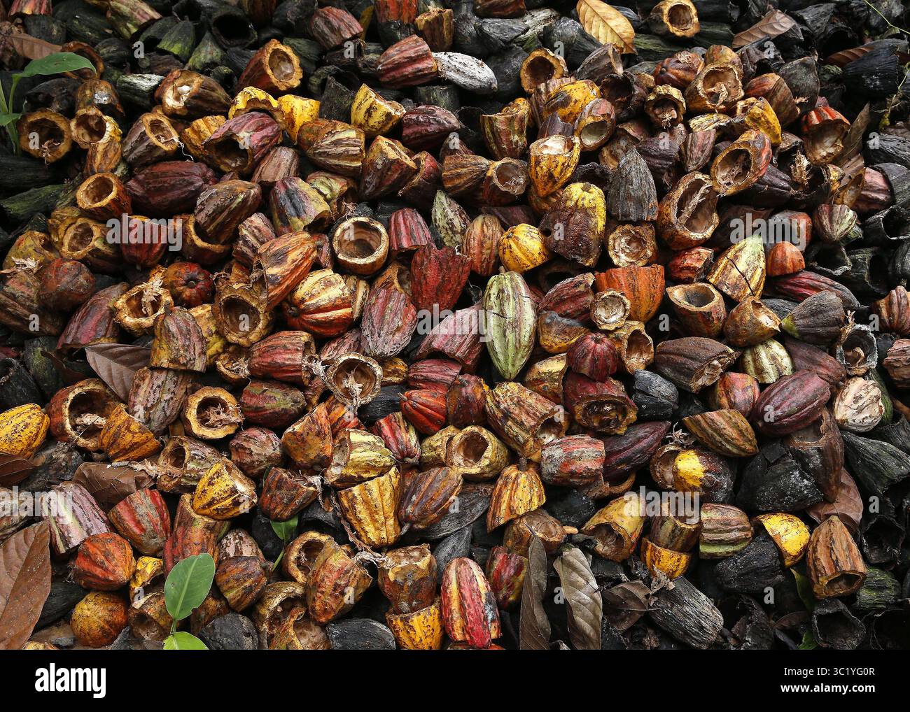 10 gennaio 2019 - 10012019. Matina de LimÃÂ³n y San Isidro de Heredia. Visita a dos plantaciones de cacao en Matina de LimÃÂ³n. FotografÃÂ­as del proceso del cacao para convertirse en Chocolate. EN la foto: EN la parte trasera de la casa de don Marcial Menocal se observa una gran cantidad de cÃÂscaras de cacao que son usadas para abonar la tierra. Foto: Albert MarÃÂ­n. (Immagine di credito: © la Nacion via ZUMA Press) Foto Stock