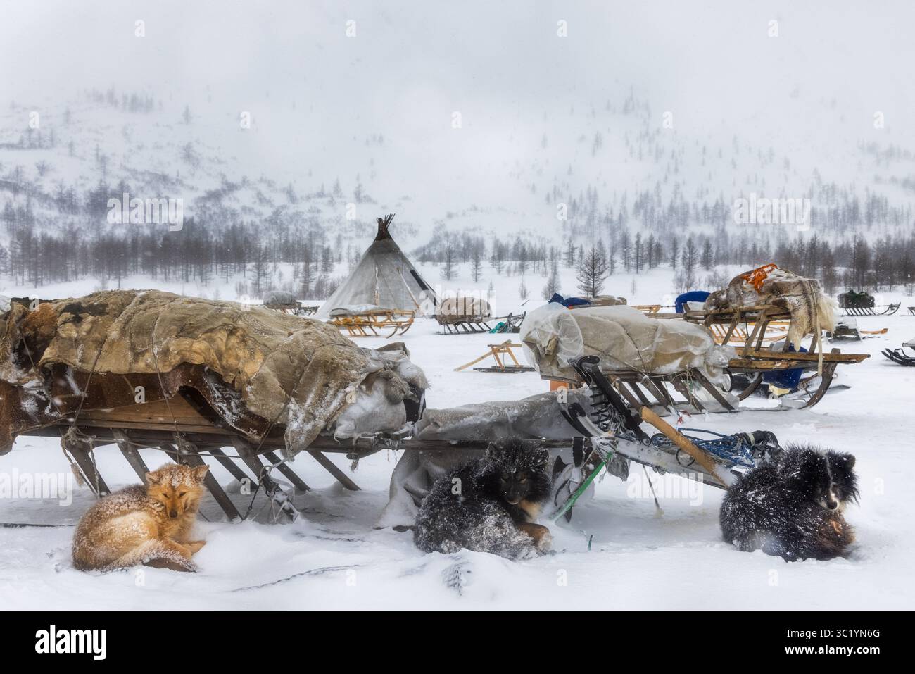 Vista delle slitte cariche di pellicce riposano sul terreno innevato con cani nelle vicinanze, una dimora tradizionale sullo sfondo, Salekhard, Yamalo-Nenets Autonomous Okrug, Russia. Foto Stock