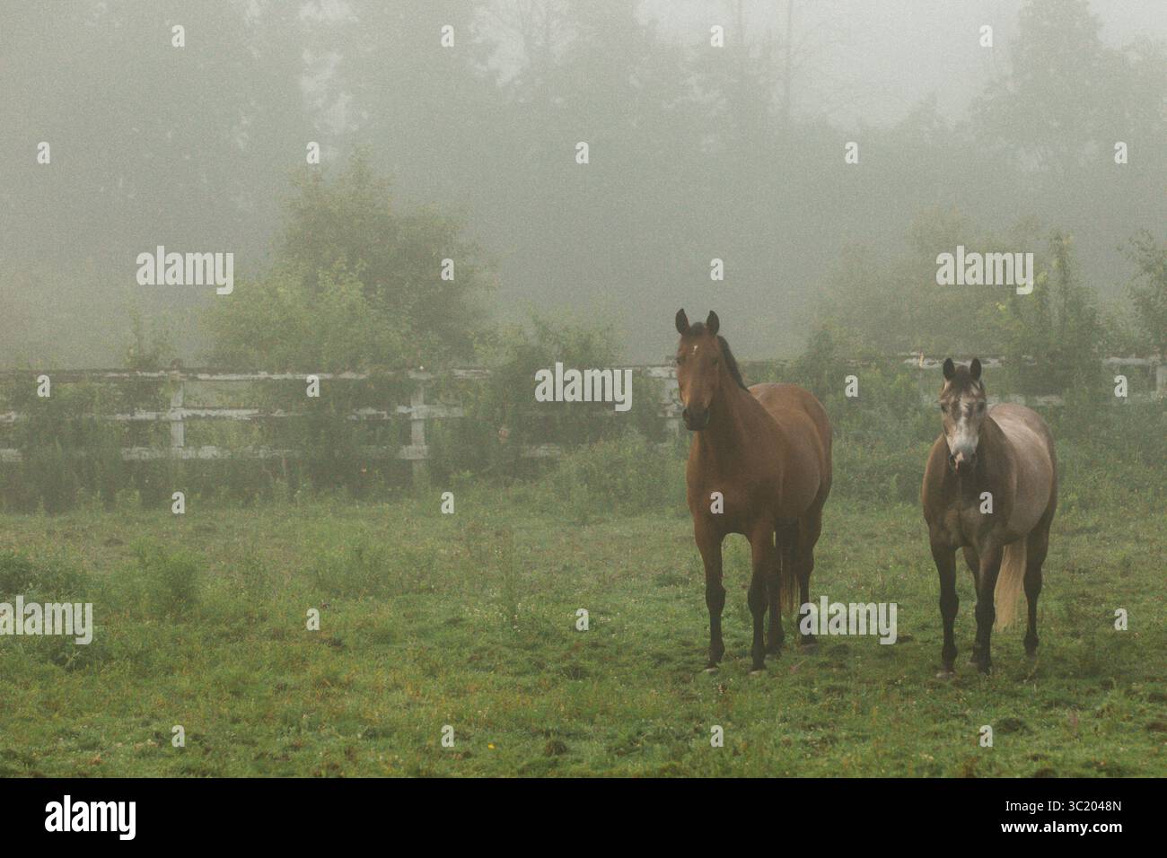Mattina nebbiosa con cavalli che pascolano su pascoli verdi. Foto Stock