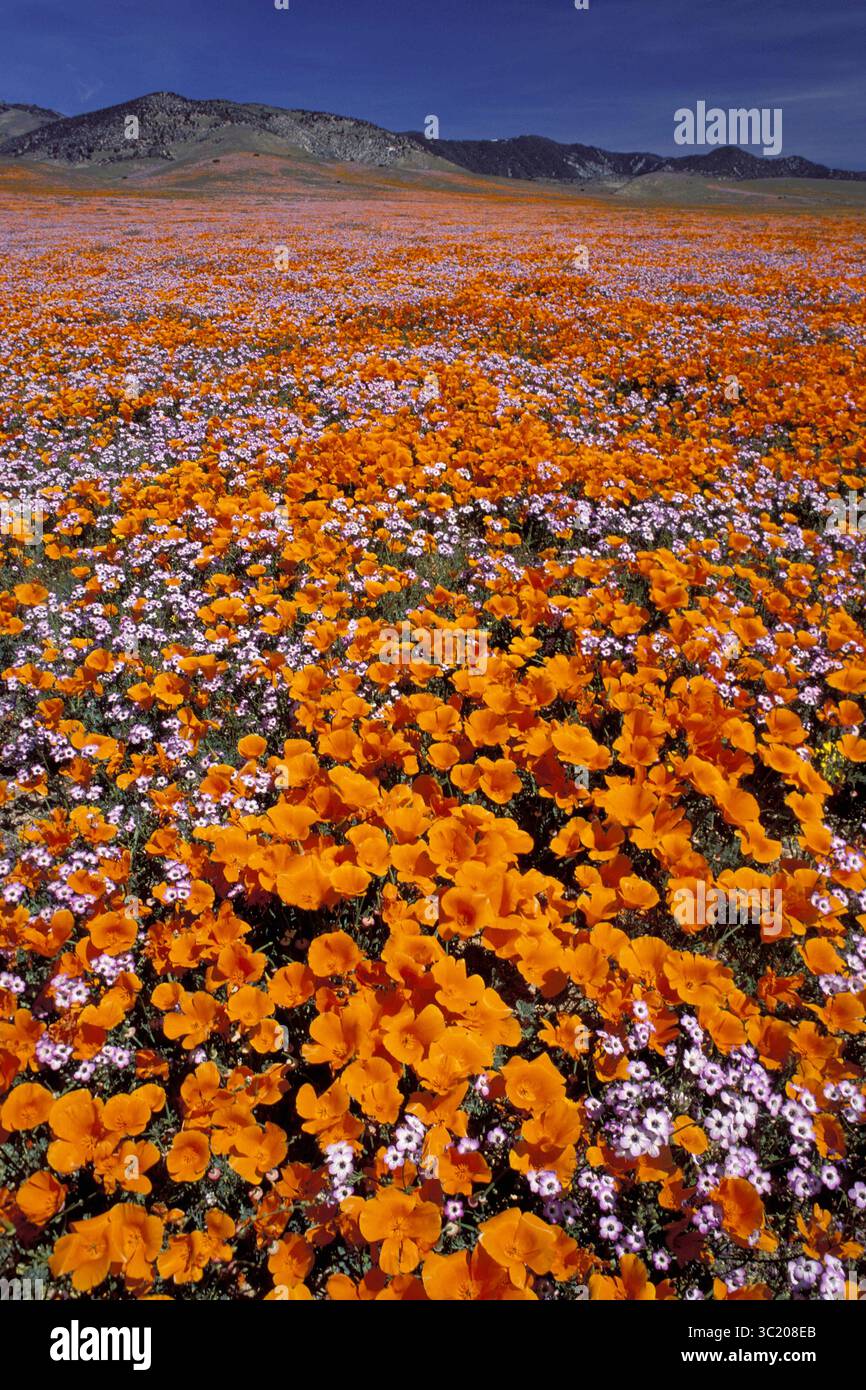 3 aprile 2019 - California, Stati Uniti - papaveri californiani.Eschscholtzia californica.''Super Bloom'' sulle colline della California meridionale (immagine di credito: © Francois Gohier / Vwpics/VW Pics via ZUMA Wire) Foto Stock