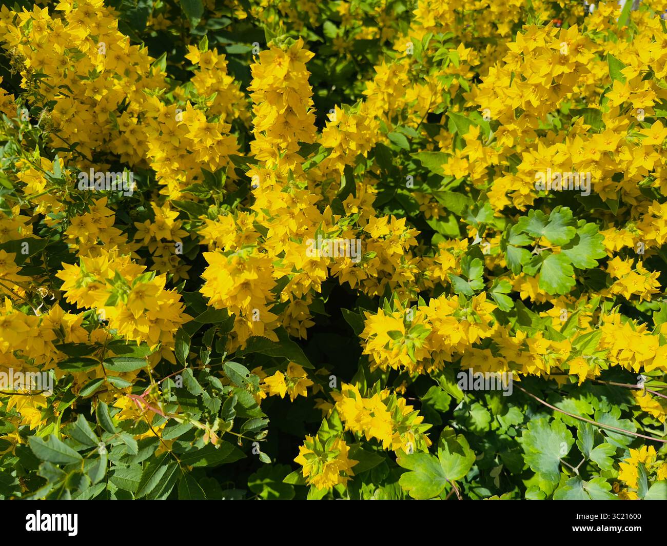 Primo piano di splendidi fiori gialli in piena fioritura, circondati da foglie verdi. Foto Stock
