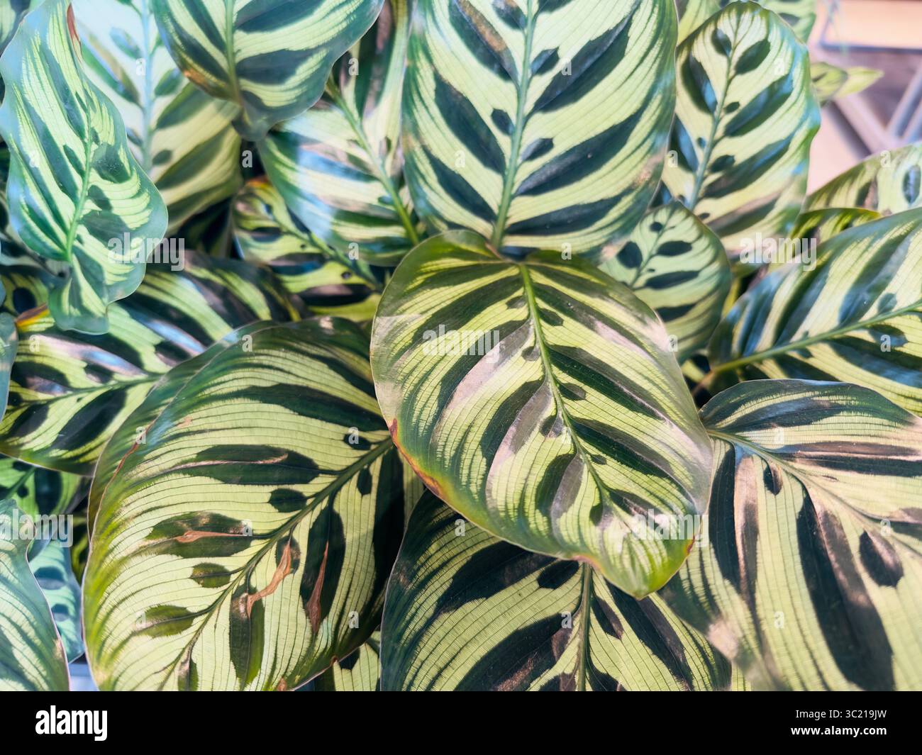 Vista dettagliata delle foglie a strisce uniche e accattivanti di una pianta Calathea. Foto Stock