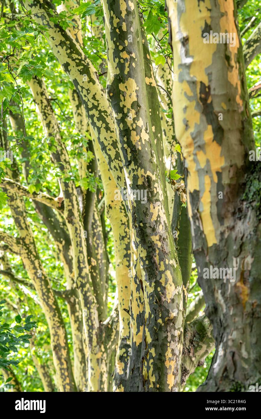 Platani, platani lievitati d'acero, spesso versavano la corteccia in estate. Quando l'albero cresce bene, la corteccia non può crescere con esso, quindi la corteccia del capannone è re Foto Stock