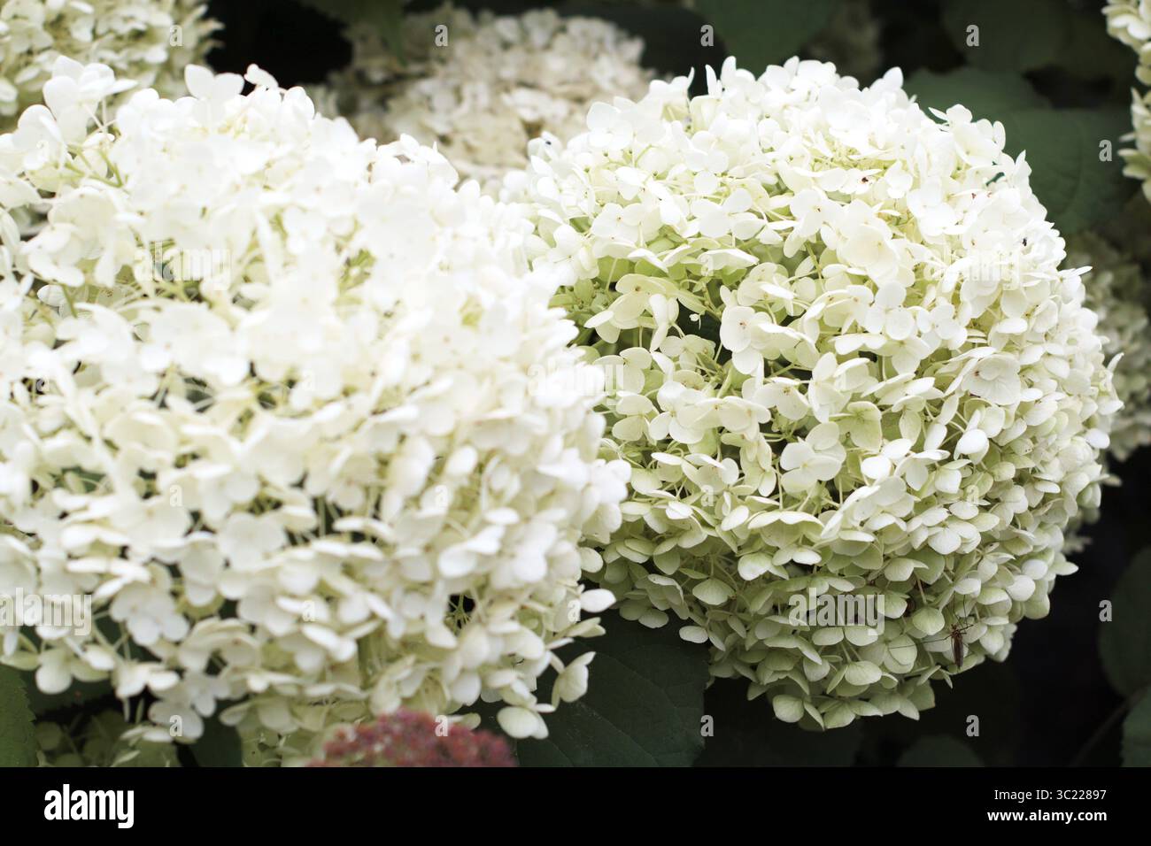 Grandi fiori bianchi di Hydrangea arborescens 'Annabelle' in piena fioritura in un giardino paesaggistico. Immagine floreale ad alta risoluzione adatta per la stampa botanica Foto Stock