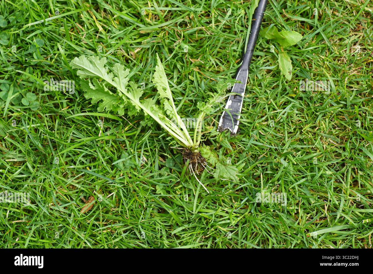 Spatola, estrattore manuale di erbacce su un prato con un ragmosto rimosso con radici. Erba. Estate, luglio, Paesi Bassi. Foto Stock
